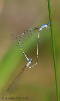 Enallagma daeckii, mating pair